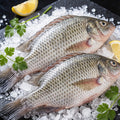 Tilapia Fish