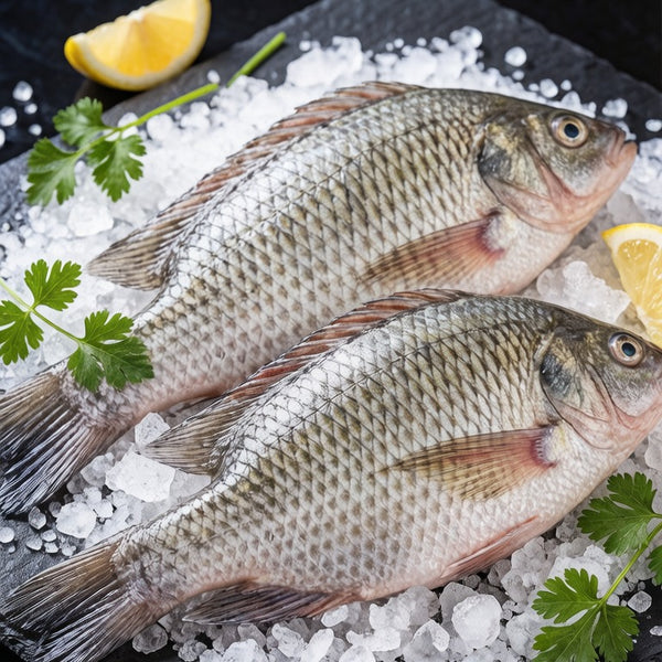 Tilapia Fish